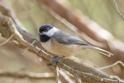 Carolina Chickadee (Poecile carolinensis).jpg